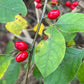 Red oval berries along a stem