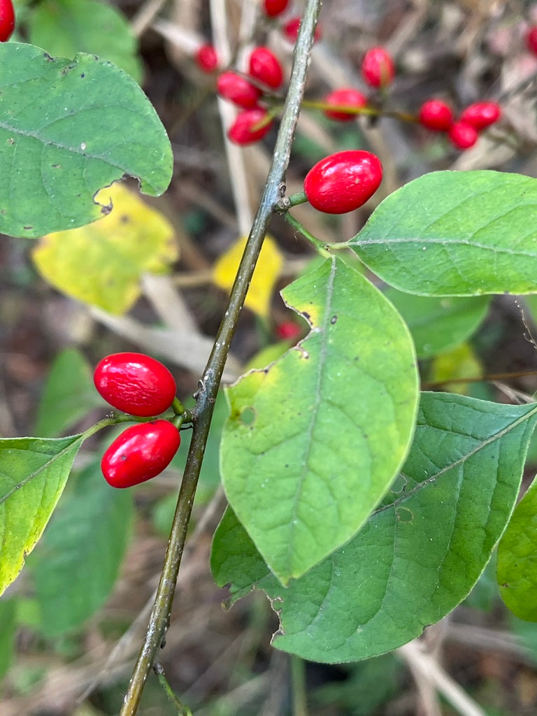 Red oval berries along a stem