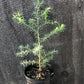 Carolina Hemlock, Tsuga caroliniana
