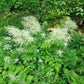 White bottlebrush flowers in a garden
