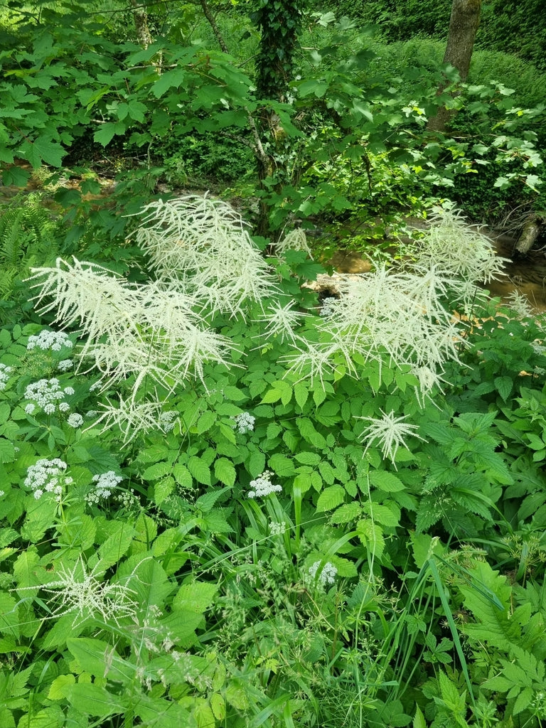 White bottlebrush flowers in a garden