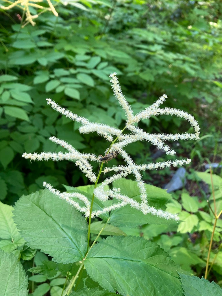 Small white flowers against green background