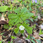 Small white flower with green leaves on a natural background