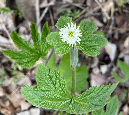 White flower with green leaves on a blurred natural background