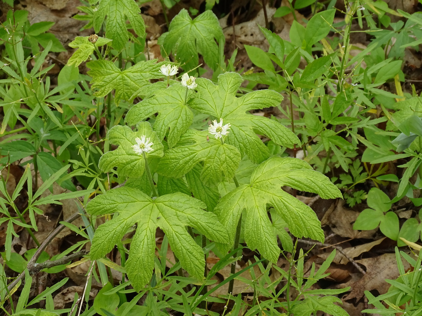 Green plants with white flowers in a natural setting