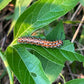 A close-up photograph of a bright orange and black caterpillar with white spots crawling on a green leaf outdoors.
