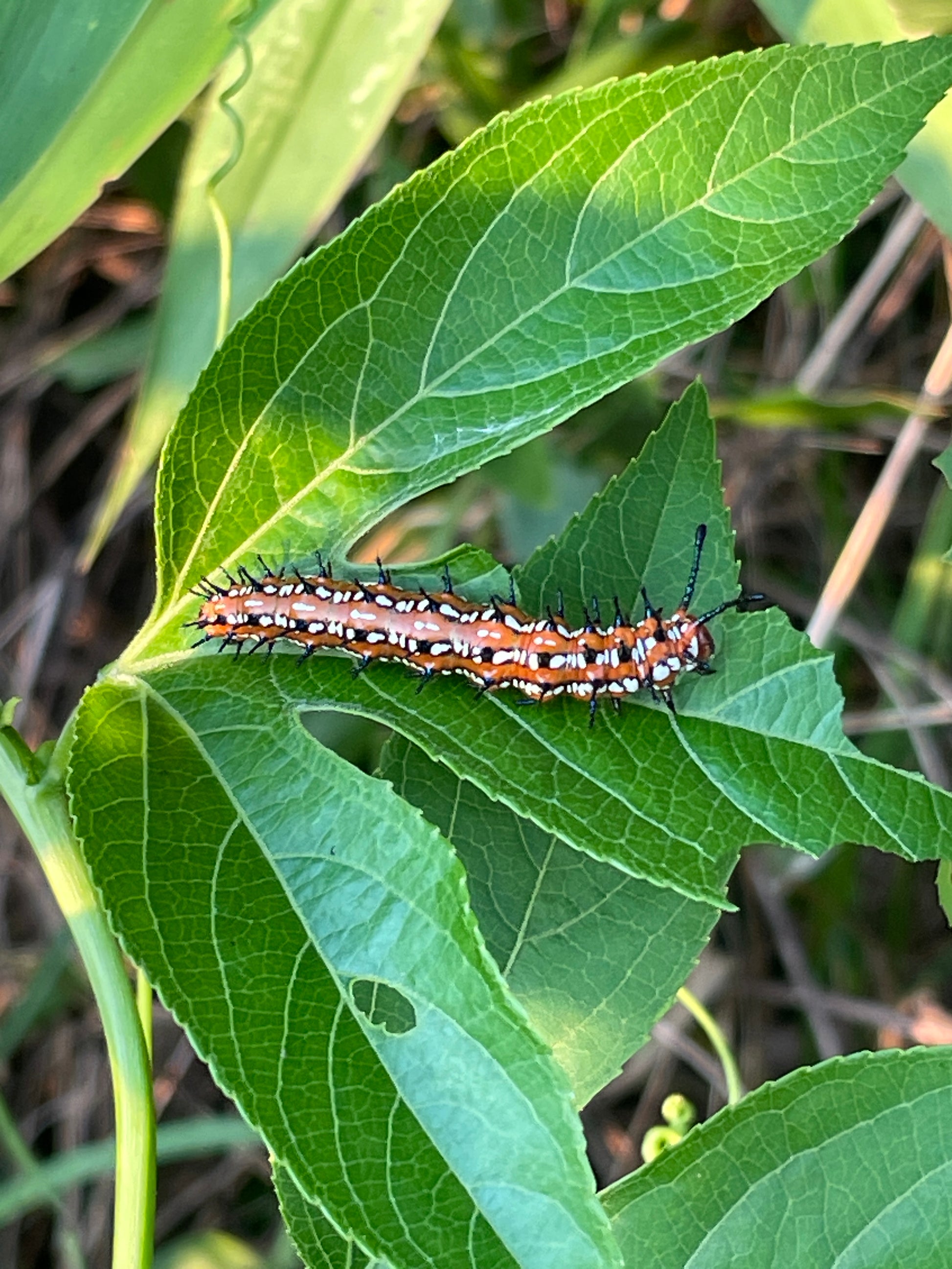 A close-up photograph of a bright orange and black caterpillar with white spots crawling on a green leaf outdoors.