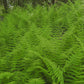  Dense green ferns in a forest setting