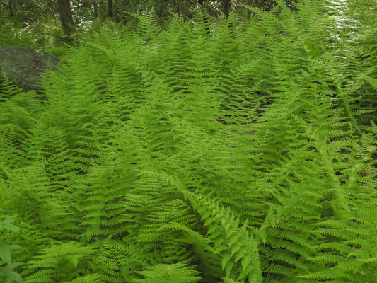  Dense green ferns in a forest setting
