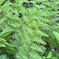 Close-up of a fern plant with a natural green background