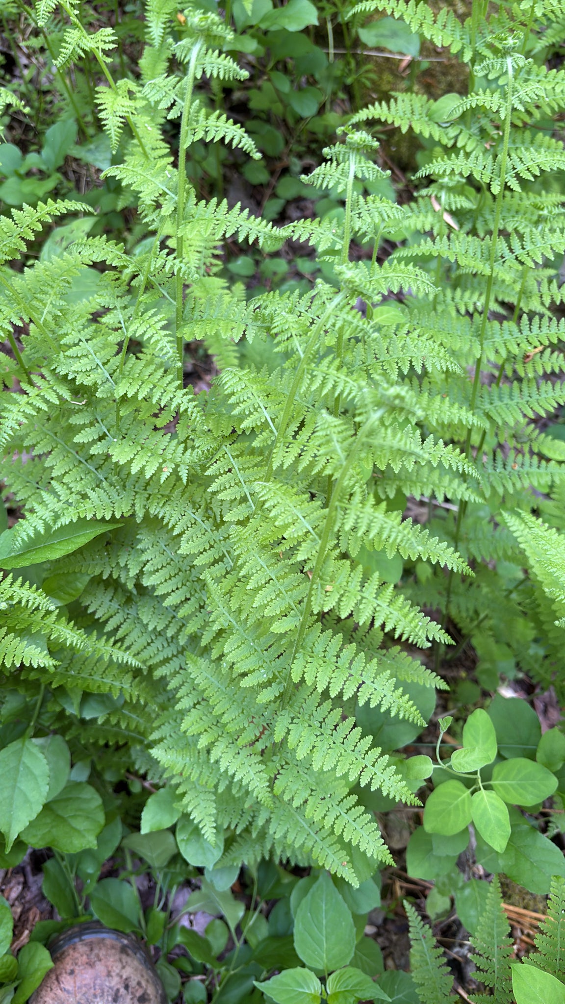 Close-up of a fern plant with a natural green background