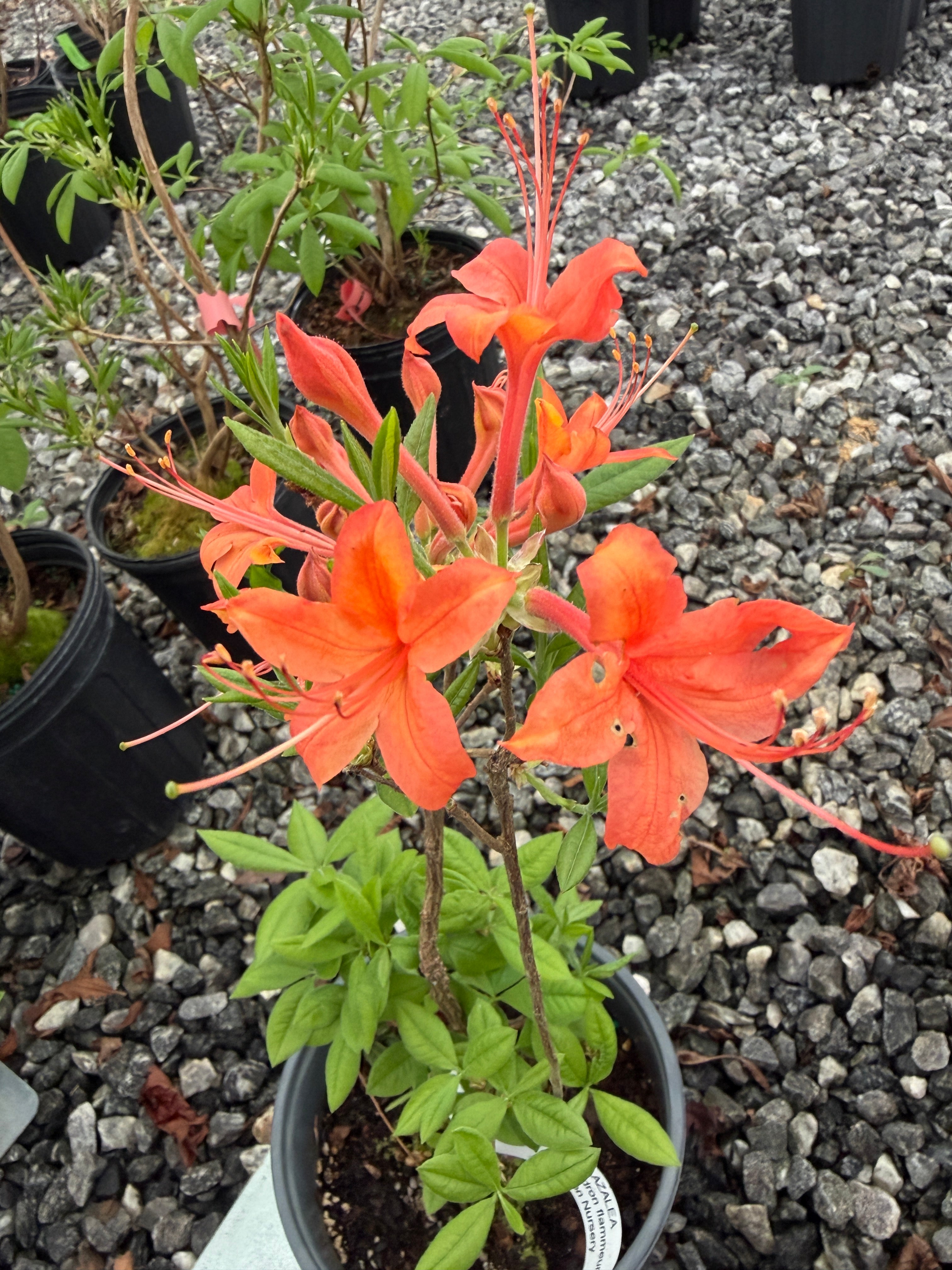 Oconee Azalea, Rhododendron flammeum – Flower Moon Nursery