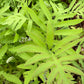 Sensitive Fern, Onoclea sensibilis