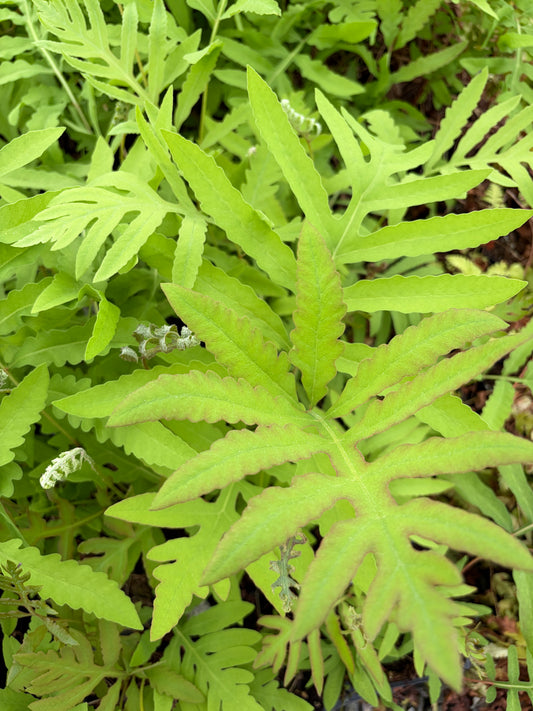 Sensitive Fern, Onoclea sensibilis
