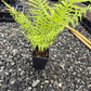 Ostrich fern, Matteuccia struthiopteris