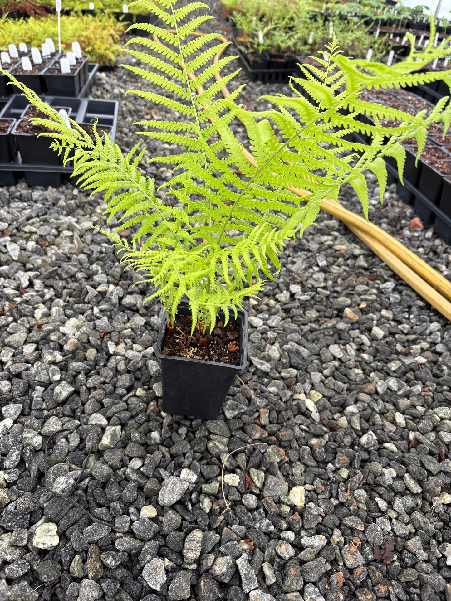 Ostrich fern, Matteuccia struthiopteris