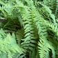 Hay-scented fern, Dennstaedtia punctilobula