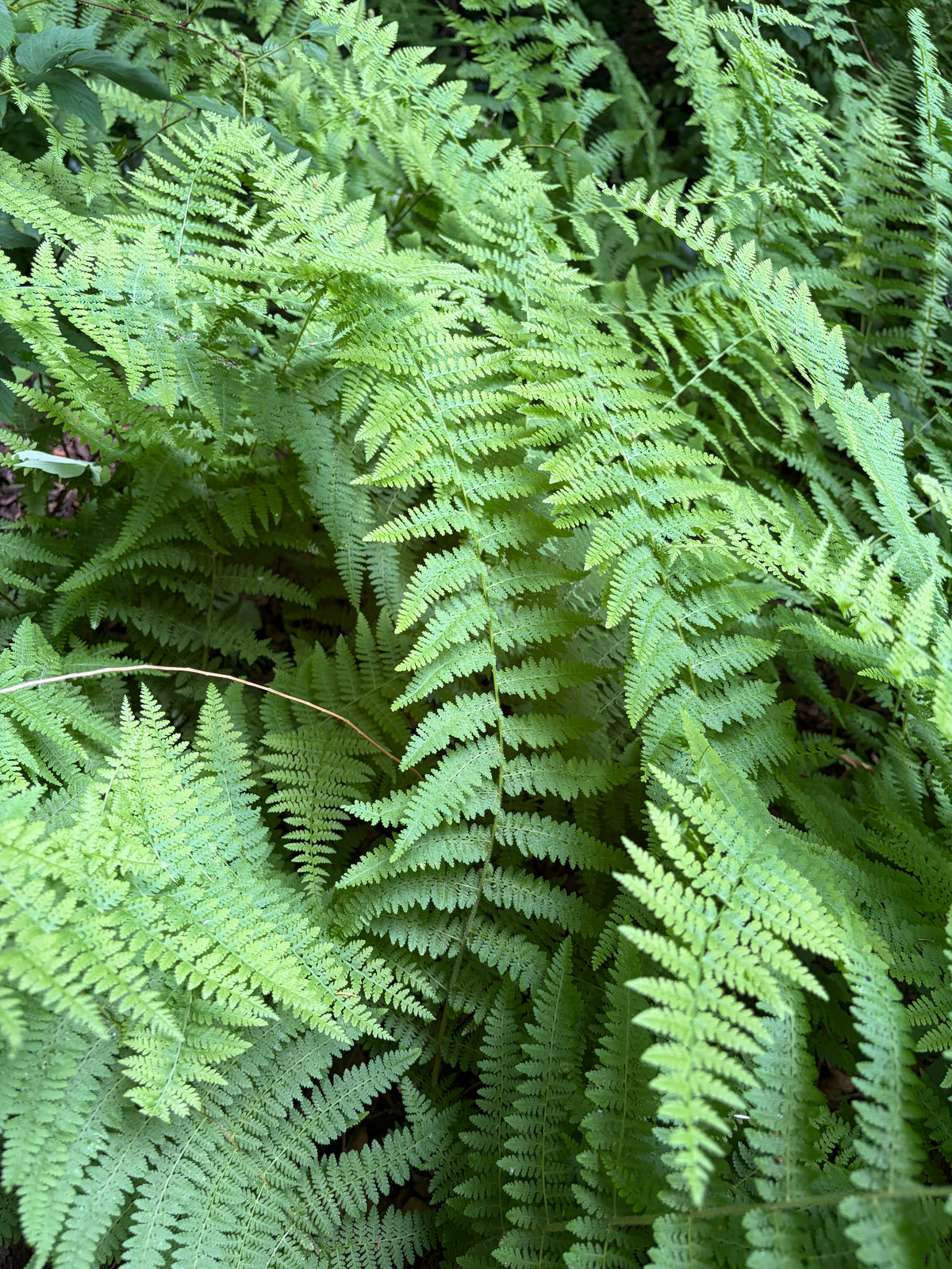Hay-scented fern, Dennstaedtia punctilobula
