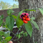 Strawberry Bush, Euonymus americanus