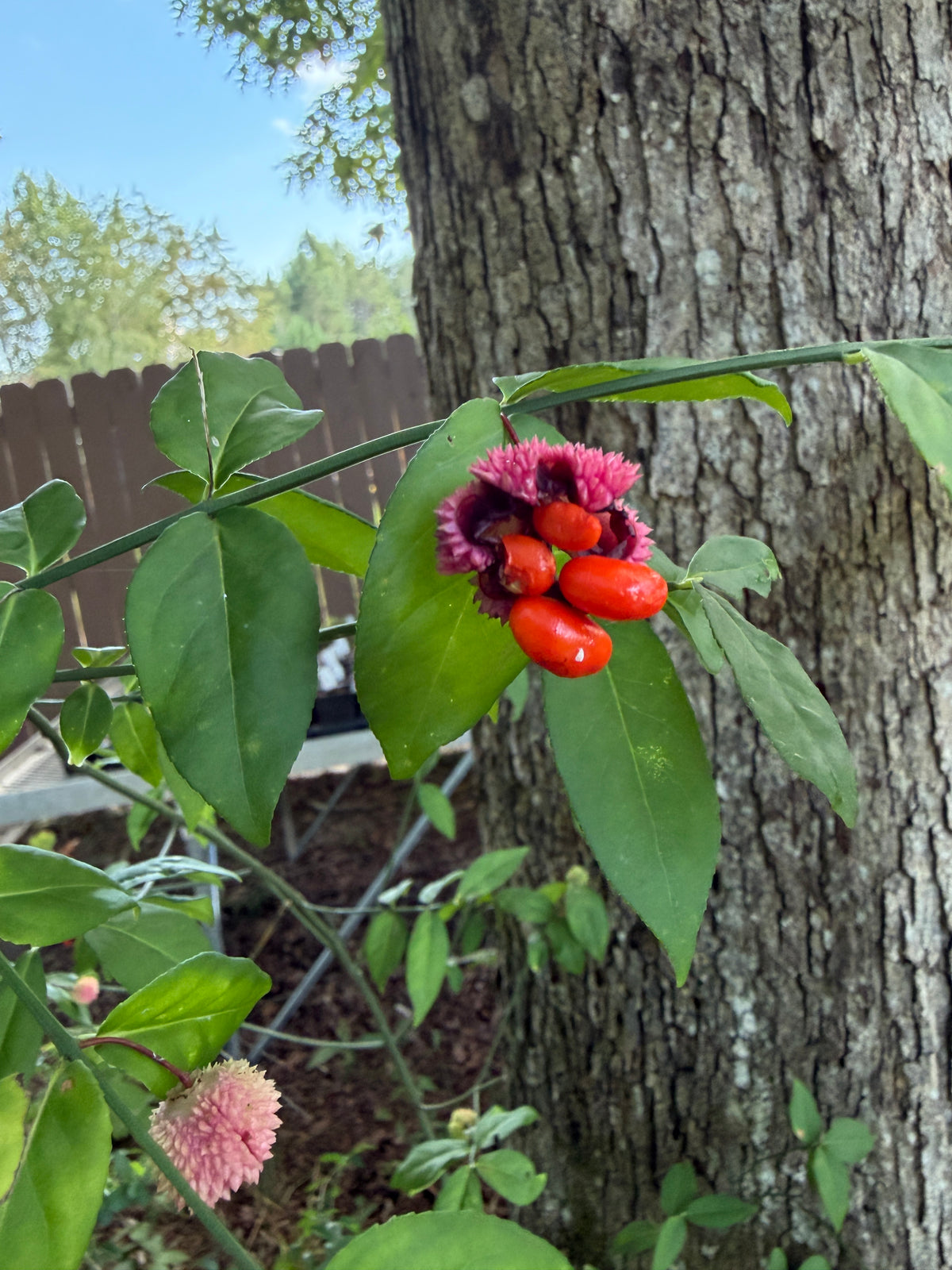 Strawberry Bush, Euonymus americanus