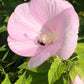 Crimson-eyed Mallow, Hibiscus moscheutos