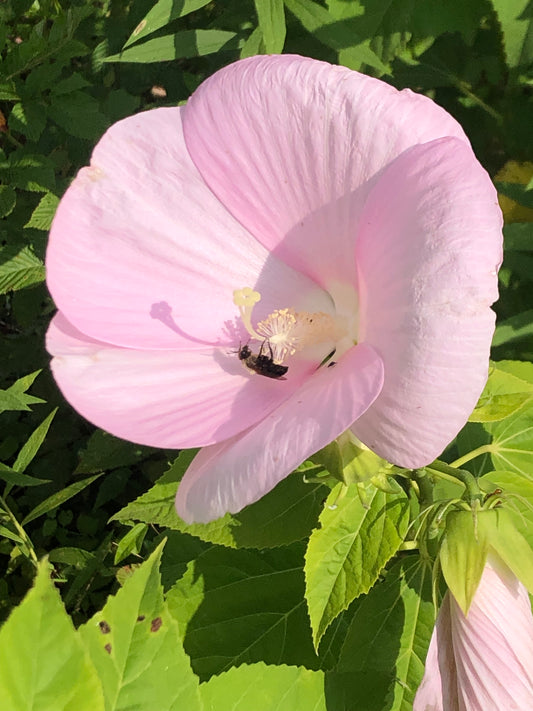 Crimson-eyed Mallow, Hibiscus moscheutos