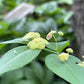 Strawberry Bush, Euonymus americanus
