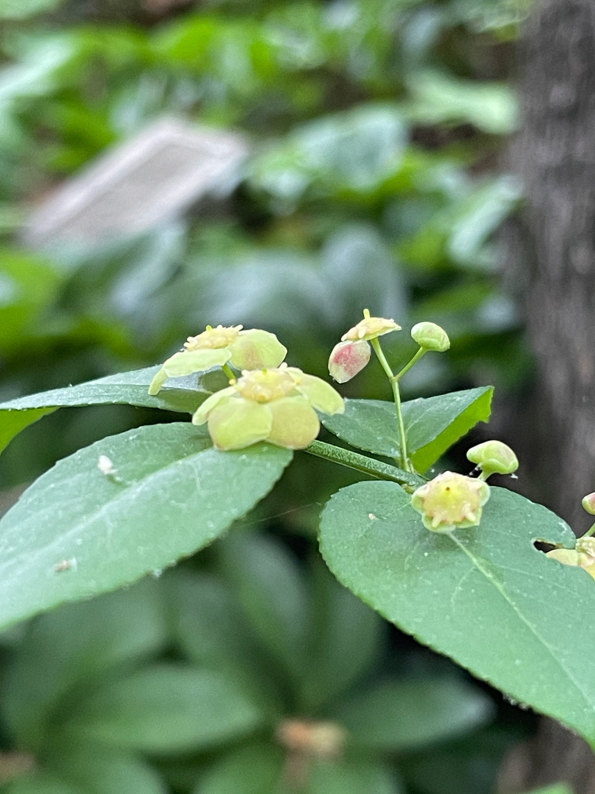 Strawberry Bush, Euonymus americanus