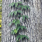 Crossvine, Bignonia capreolata