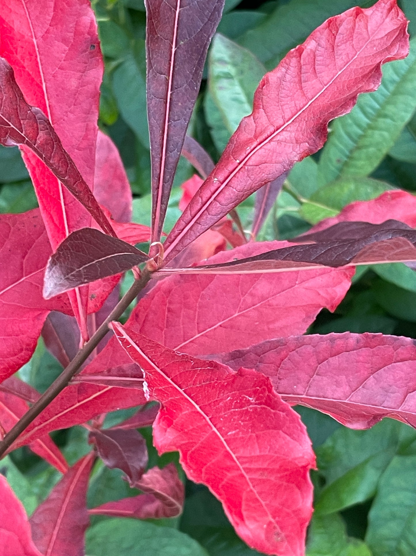 Franklin Tree, Franklinia alatamaha