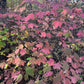 Mapleleaf Viburnum, Viburnum acerifolium