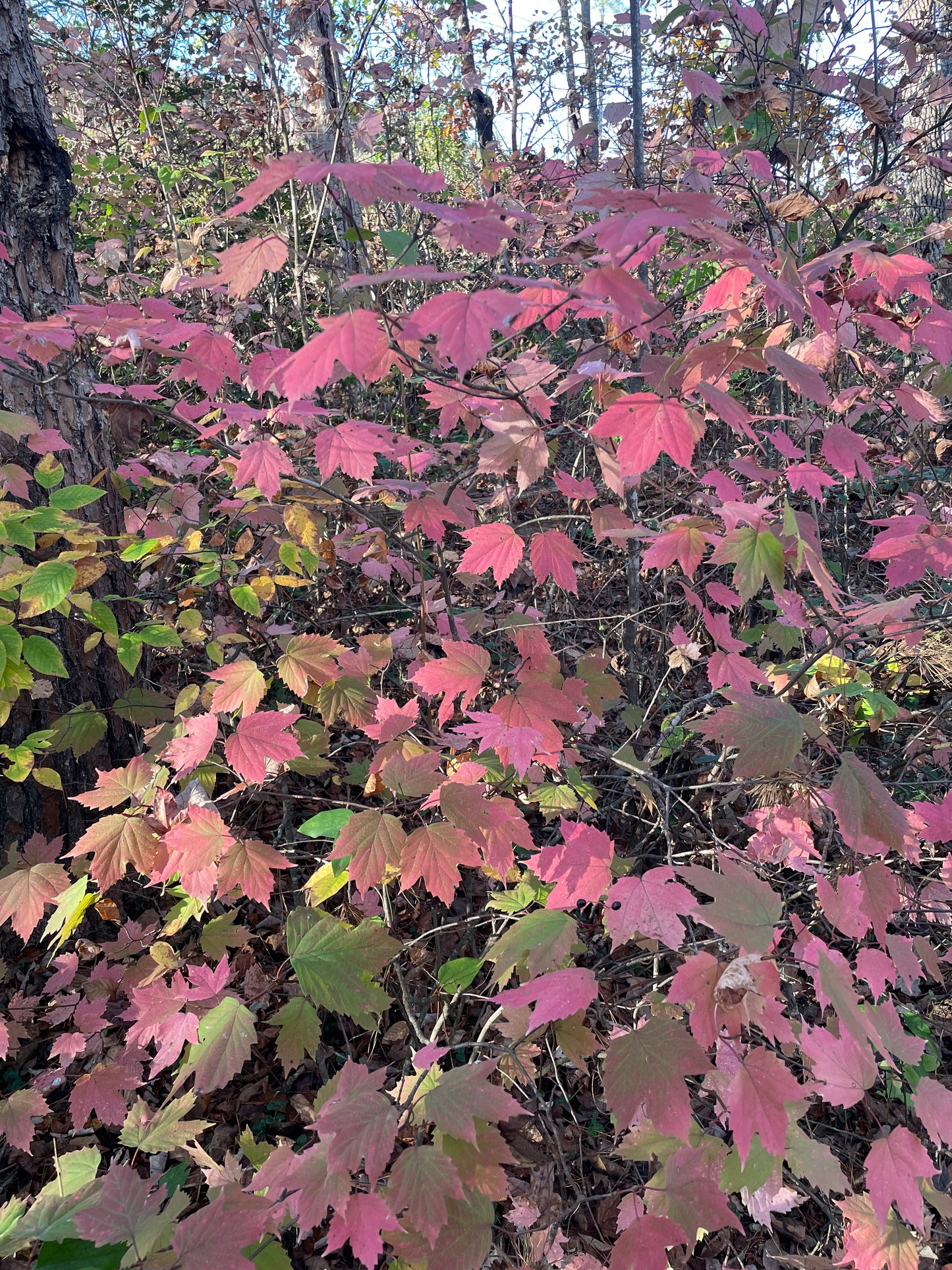 Mapleleaf Viburnum, Viburnum acerifolium