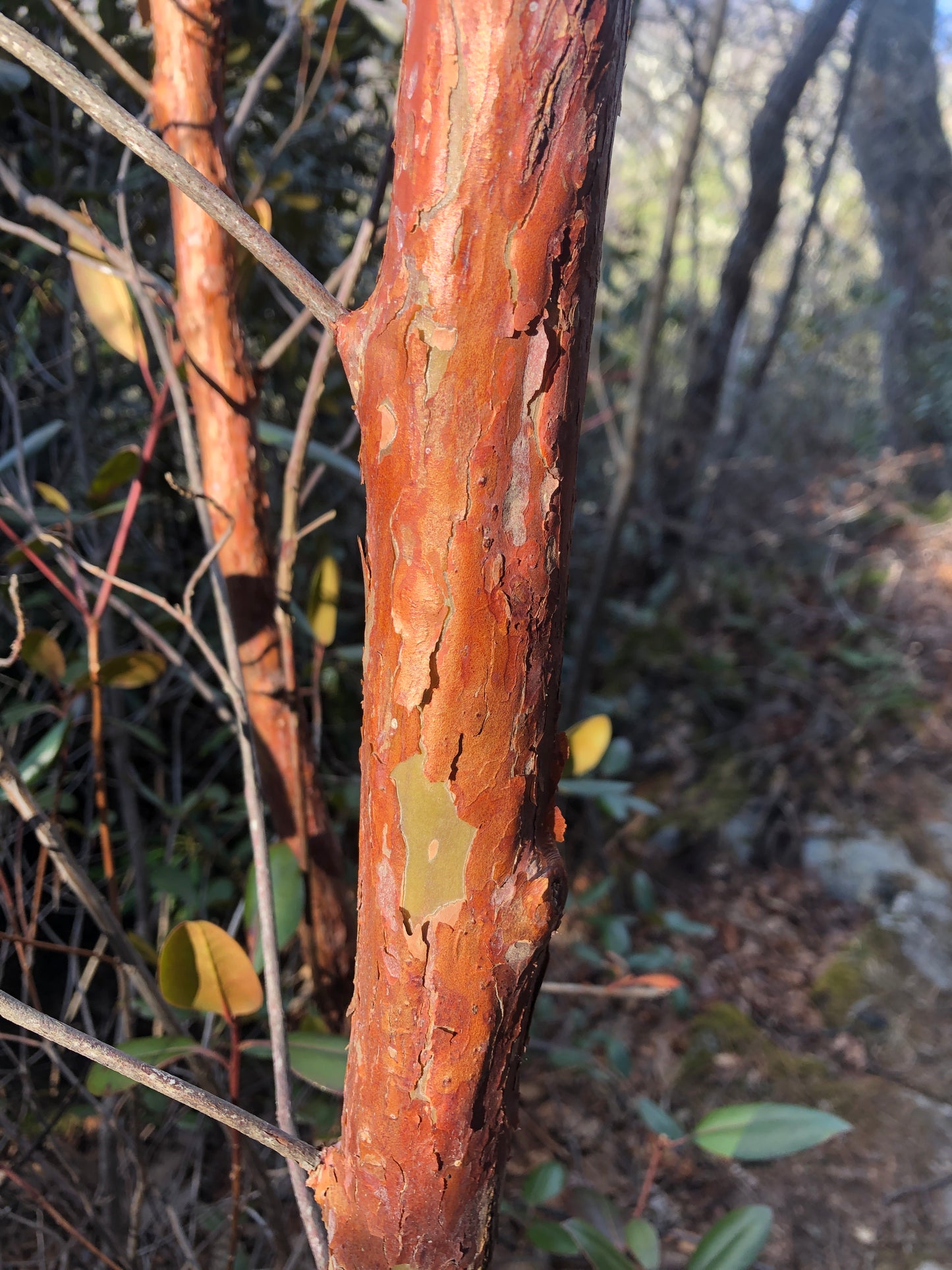 Mountain Sweet Pepperbush, Clethra acuminata (Cinnamon clethra)