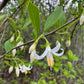 American Snowbell, Styrax americanus