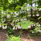 American Snowbell, Styrax americanus