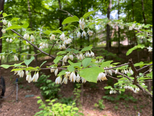 American Snowbell, Styrax americanus