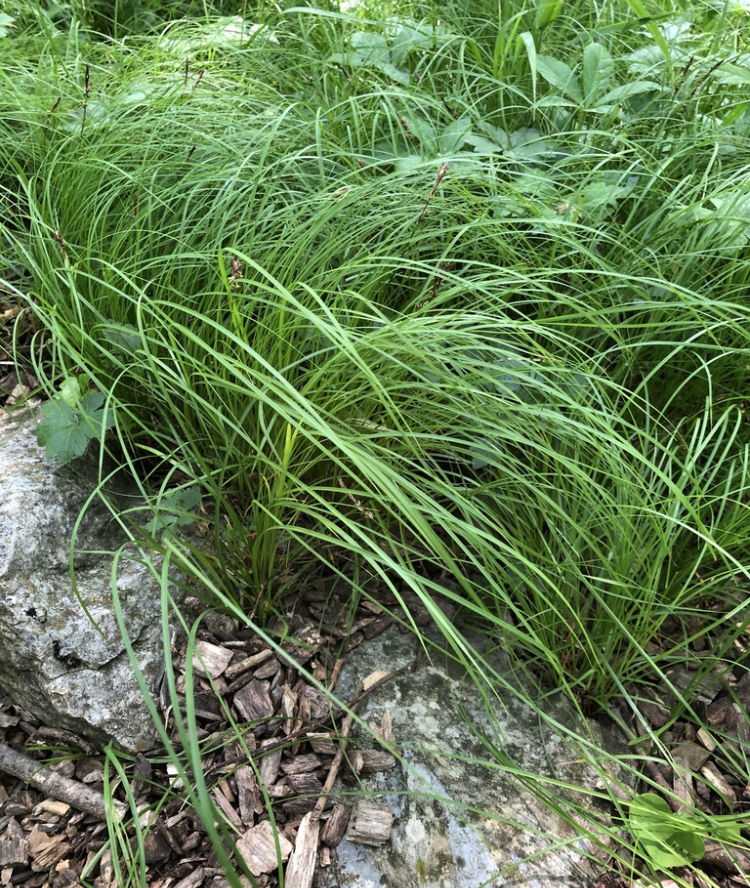 Pennsylvania sedge, Carex pensylvanica, 32 cell plug flat