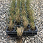 Pink muhly grass, Muhlenbergia capillaris, 32 cell plug flat