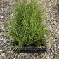 Cherokee sedge, Carex cherokeensis, 50 cell plug flat