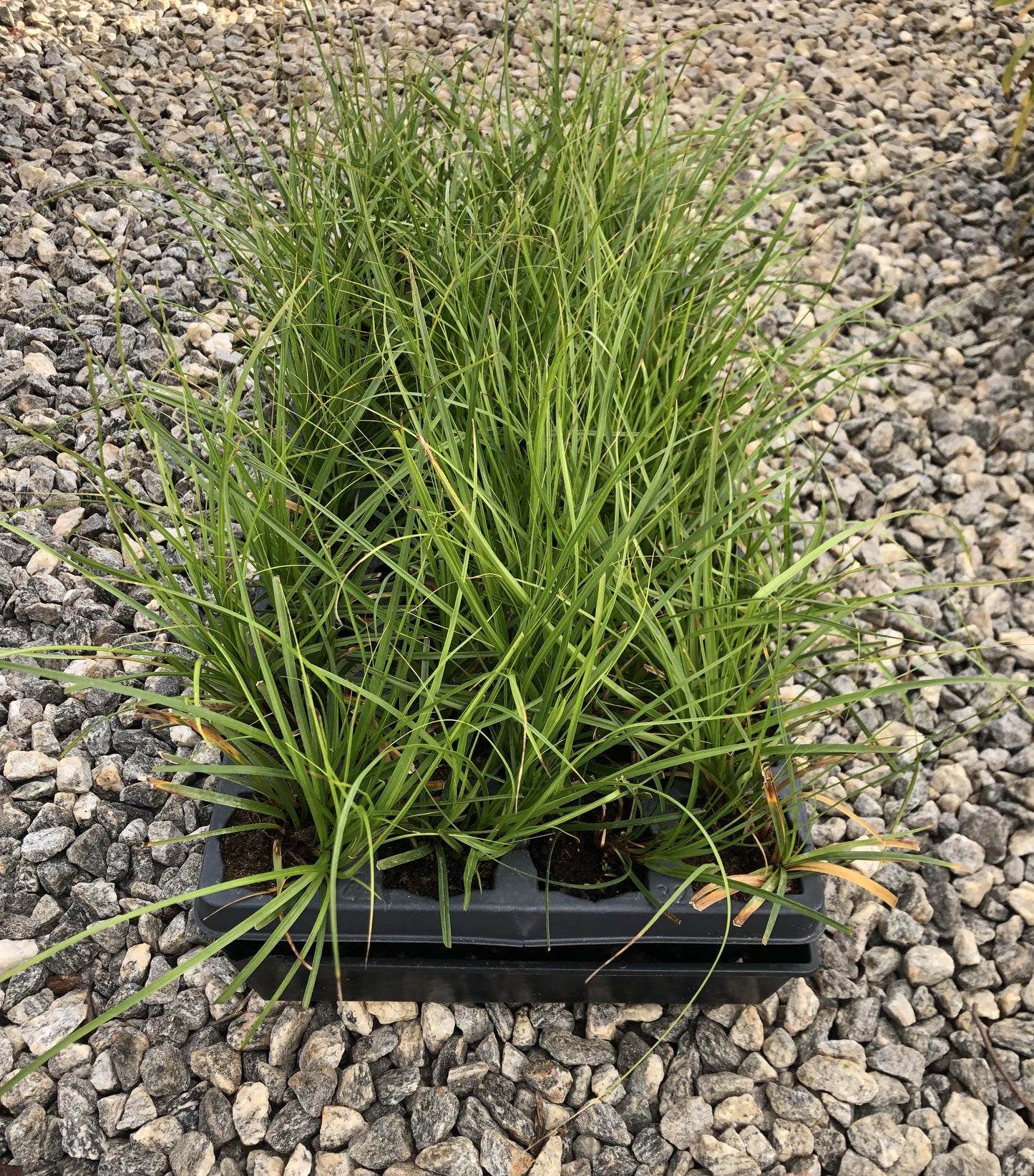 Cherokee sedge, Carex cherokeensis, 50 cell plug flat