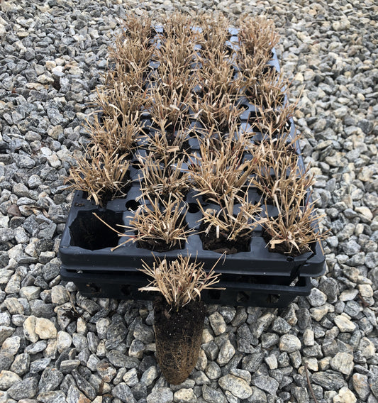 Purple love grass, Eragrostis spectabilis, 32 cell plug flat