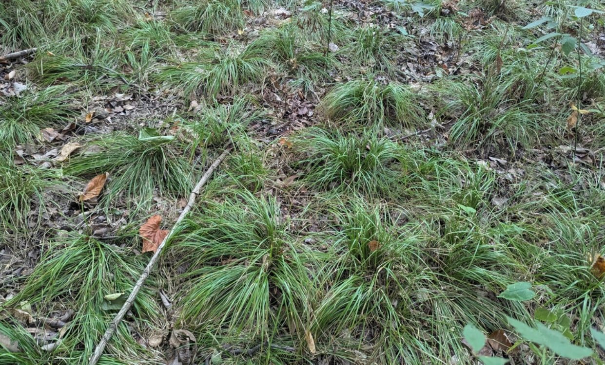 Cherokee sedge, Carex cherokeensis, 50 cell plug flat