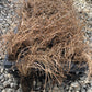 Little bluestem, Schizachyrium scoparium, 32 cell plug flat