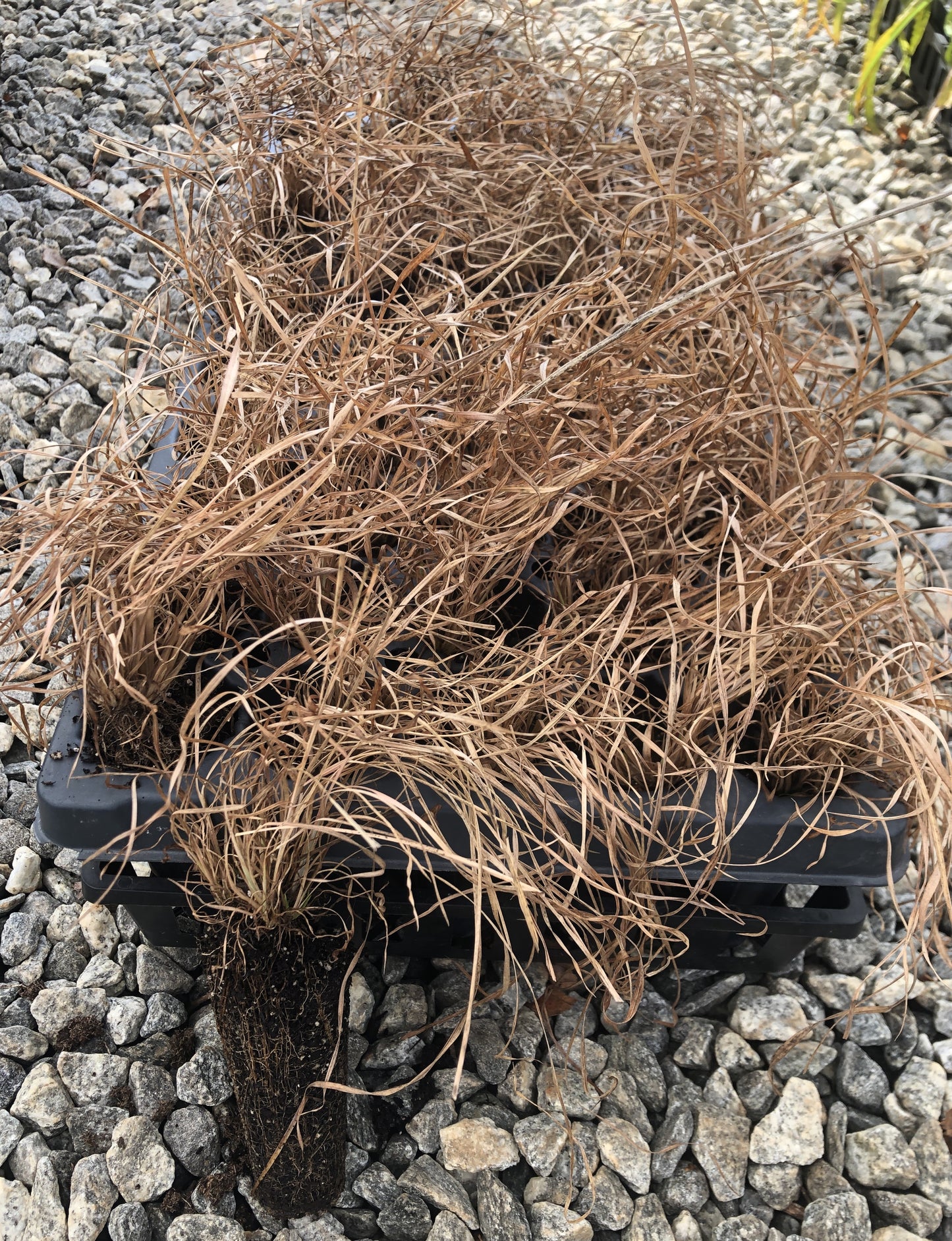 Little bluestem, Schizachyrium scoparium, 32 cell plug flat