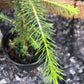 Red Spruce, Picea rubens