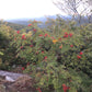 American Mountain Ash, Sorbus americana