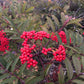 American Mountain Ash, Sorbus americana