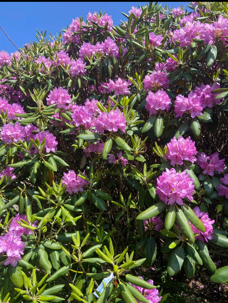 Catawba rhododendron, Rhododendron catawbiense