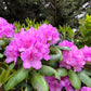 Catawba rhododendron, Rhododendron catawbiense