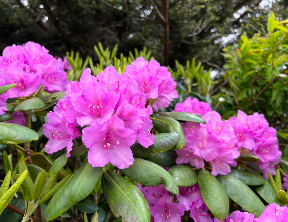 Catawba rhododendron, Rhododendron catawbiense